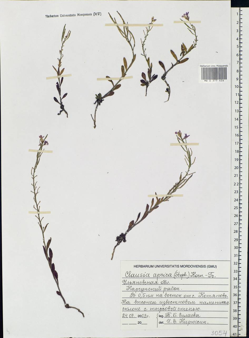 Clausia aprica (Stephan) Korn.-Trotzky, Eastern Europe, Middle Volga region (E8) (Russia)