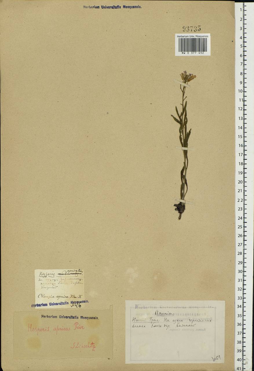 Clausia aprica (Stephan) Korn.-Trotzky, Eastern Europe, Eastern region (E10) (Russia)