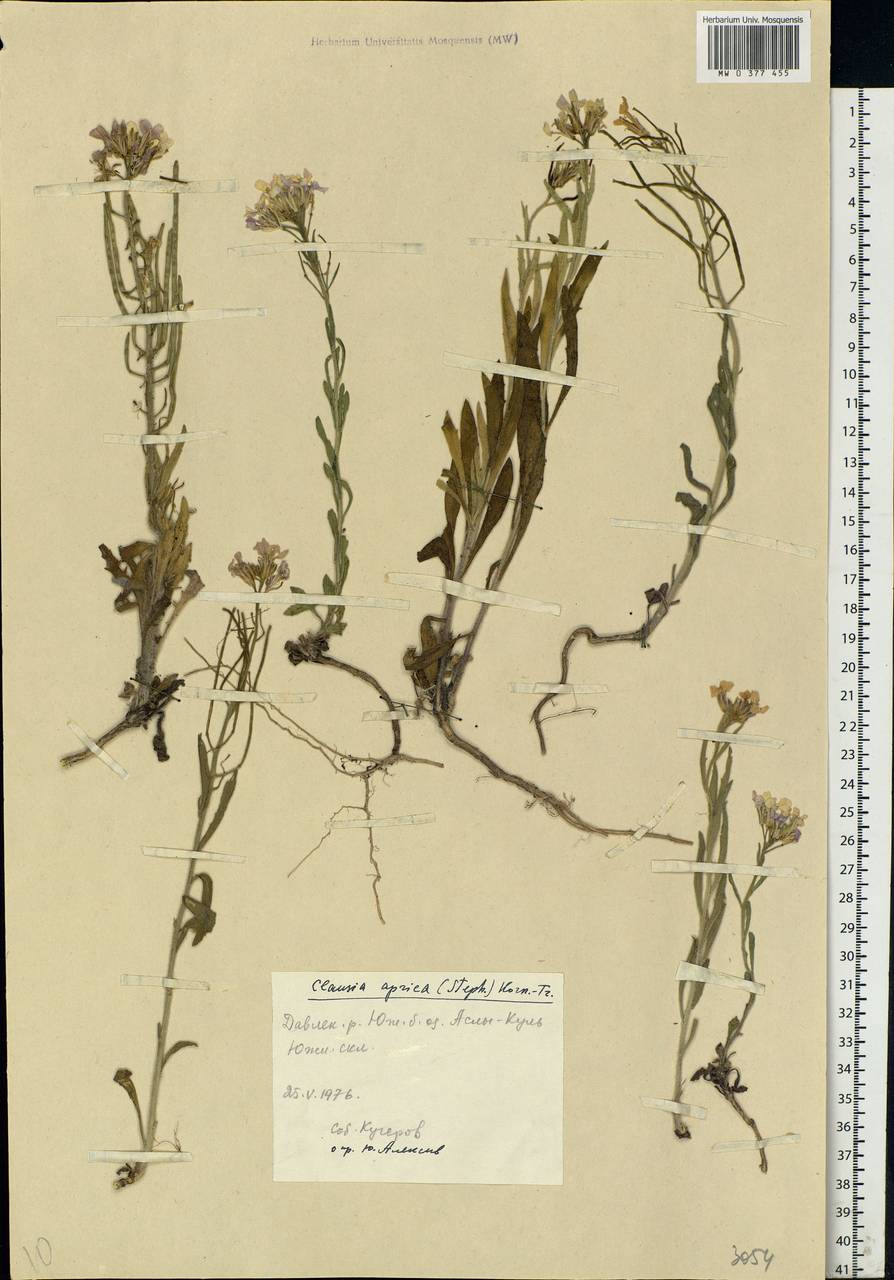 Clausia aprica (Stephan ex Willd.) Korn.-Trotzky, Eastern Europe, Eastern region (E10) (Russia)