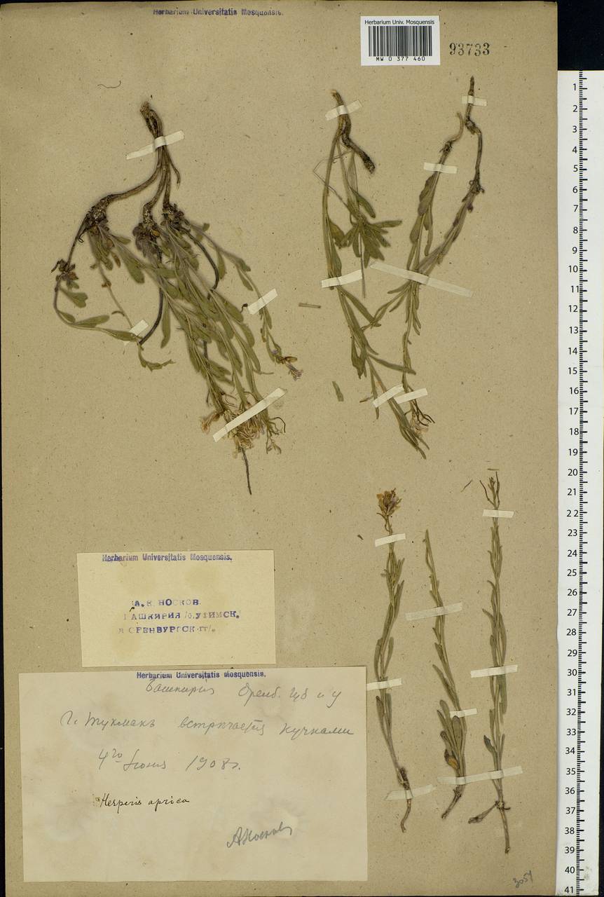 Clausia aprica (Stephan) Korn.-Trotzky, Eastern Europe, Eastern region (E10) (Russia)