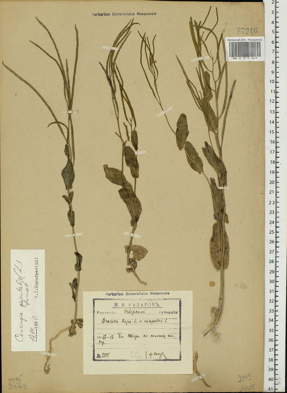 Conringia orientalis (L.) Dumort., Eastern Europe, North-Western region (E2) (Russia)