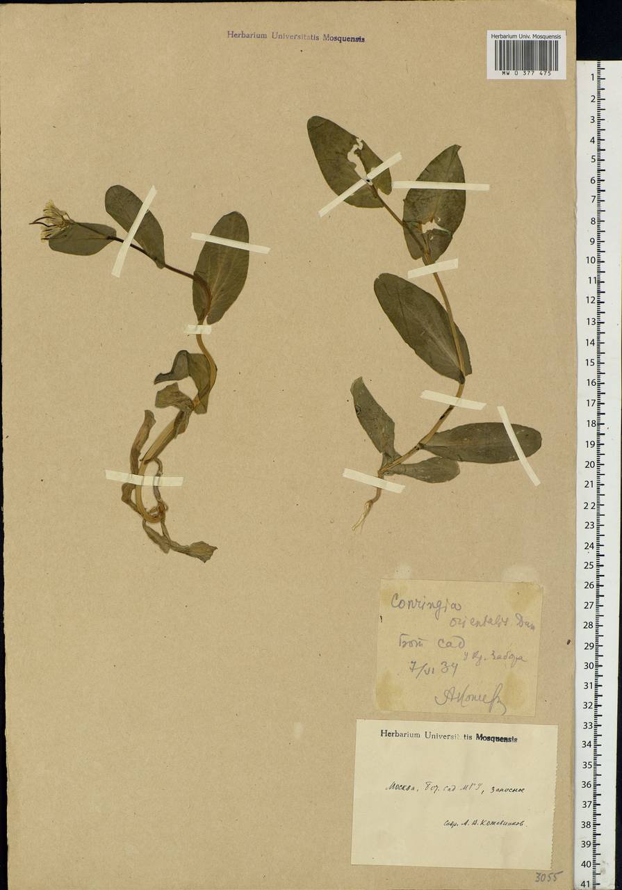 Conringia orientalis (L.) Dumort., Eastern Europe, Moscow region (E4a) (Russia)