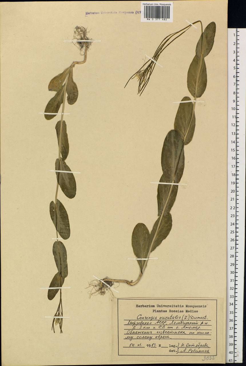 Conringia orientalis (L.) Dumort., Eastern Europe, Middle Volga region (E8) (Russia)