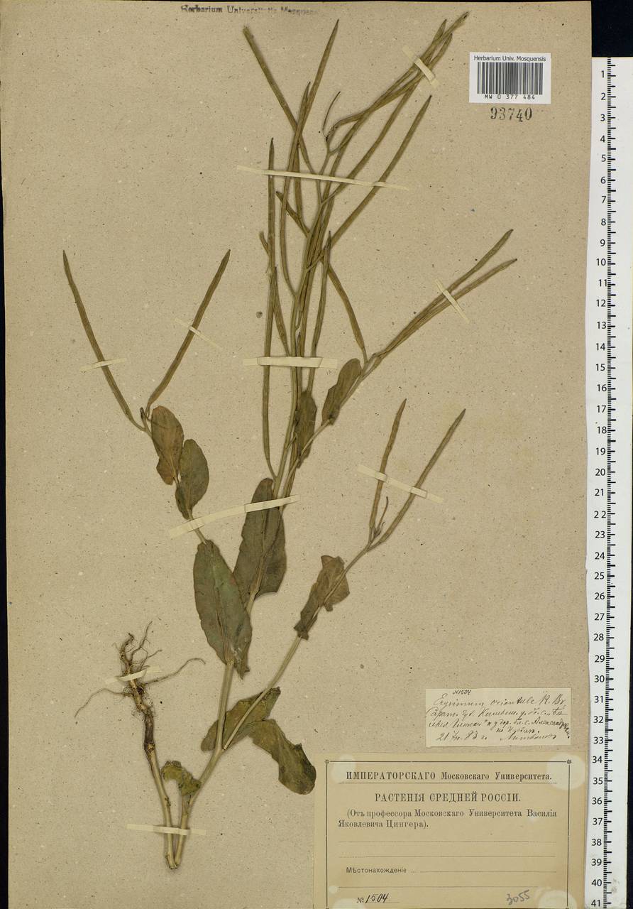 Conringia orientalis (L.) Dumort., Eastern Europe, Lower Volga region (E9) (Russia)