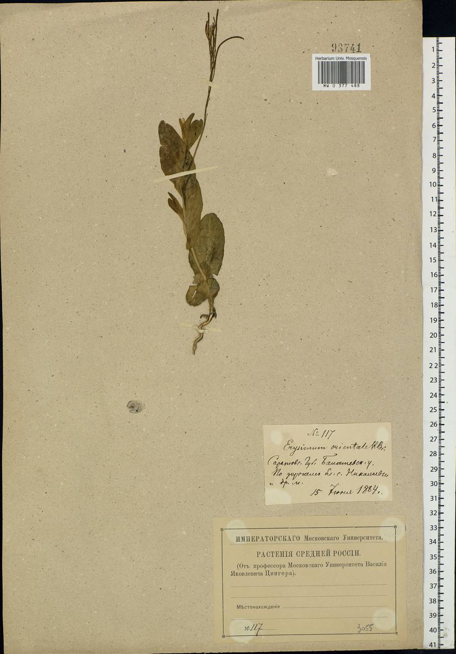 Conringia orientalis (L.) Dumort., Eastern Europe, Lower Volga region (E9) (Russia)