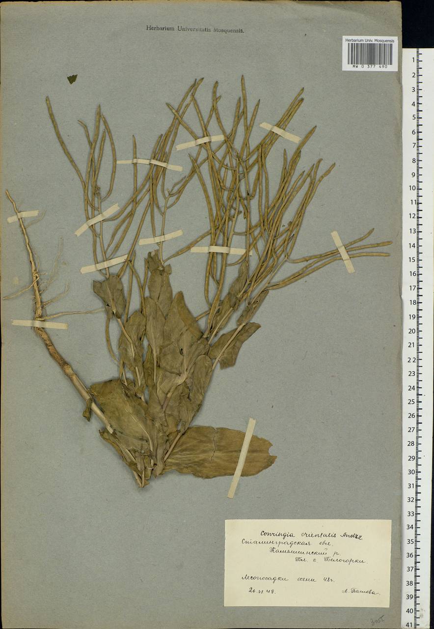 Conringia orientalis (L.) Dumort., Eastern Europe, Lower Volga region (E9) (Russia)