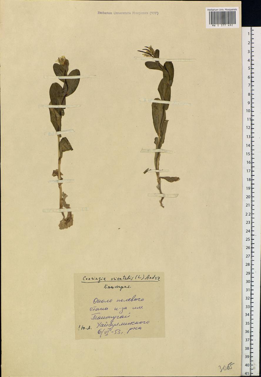 Conringia orientalis (L.) Dumort., Eastern Europe, Eastern region (E10) (Russia)