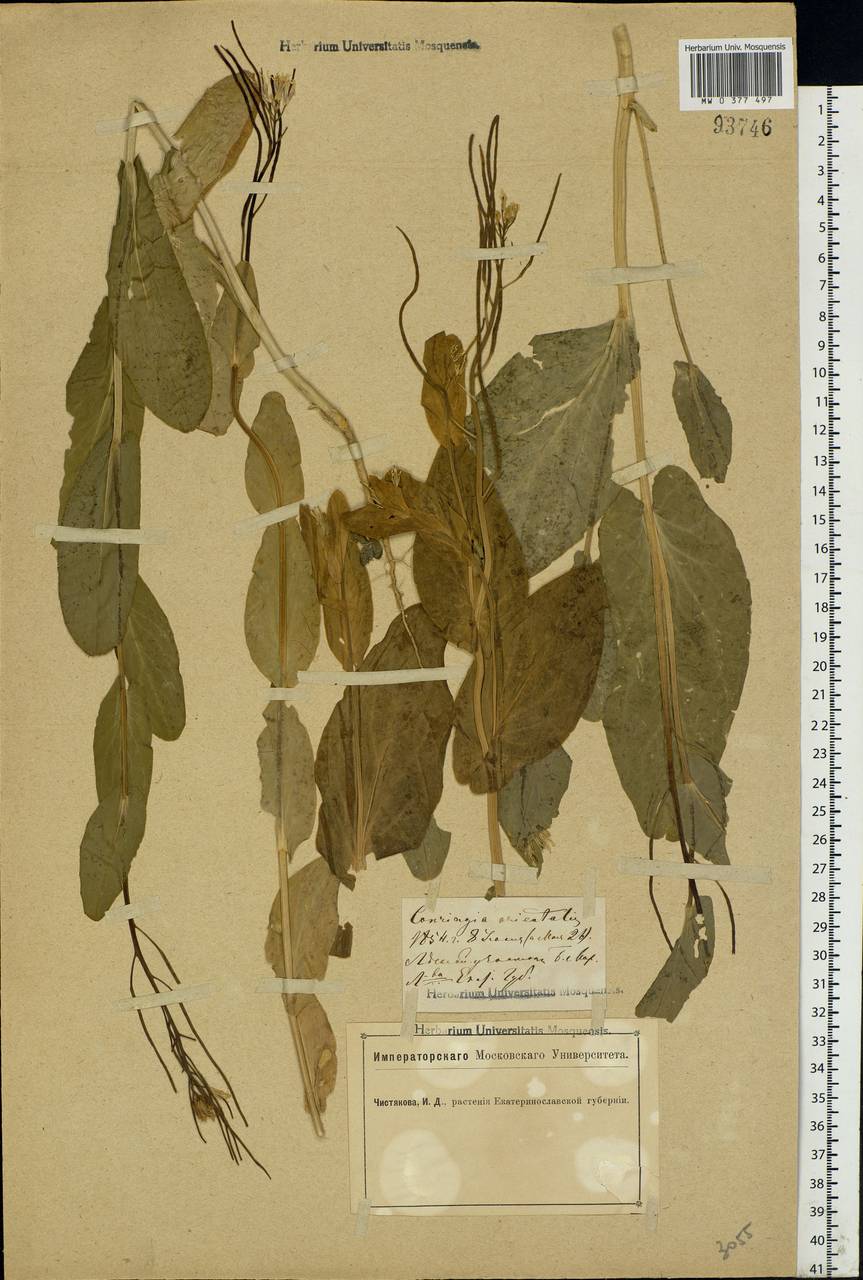 Conringia orientalis (L.) Dumort., Eastern Europe, South Ukrainian region (E12) (Ukraine)