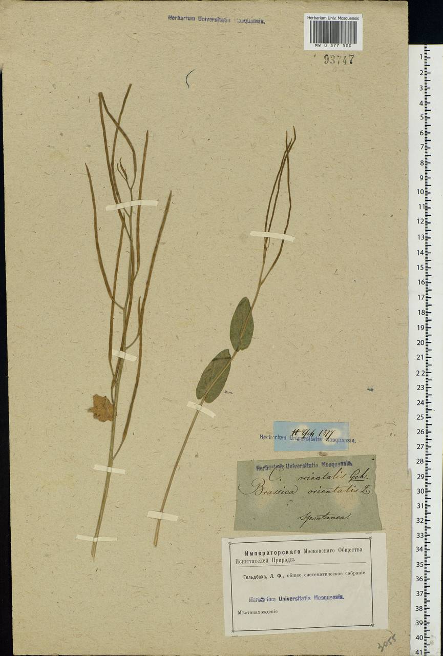 Conringia orientalis (L.) Dumort., Eastern Europe, Rostov Oblast (E12a) (Russia)