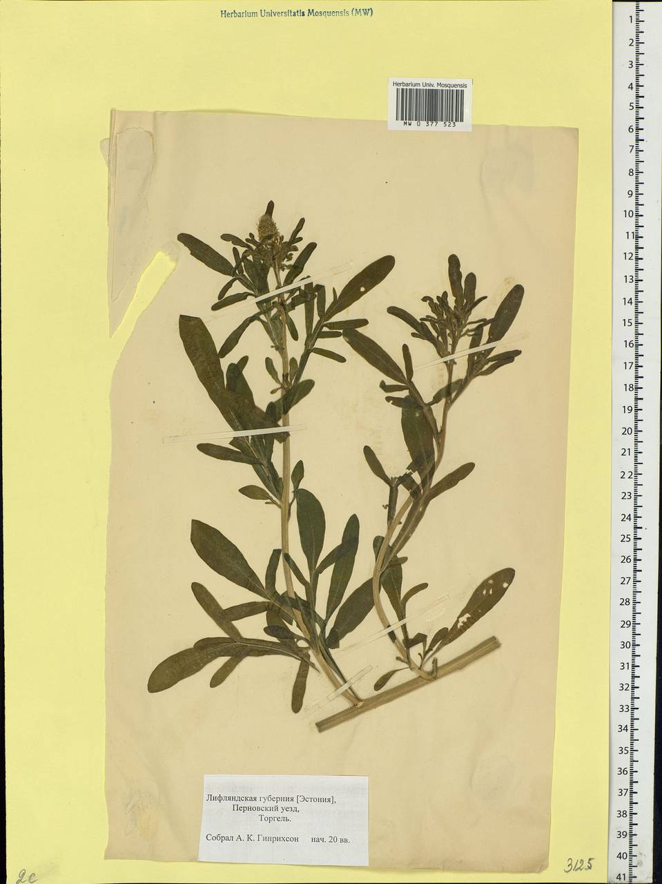 Reseda lutea L., Eastern Europe, Estonia (E2c) (Estonia)