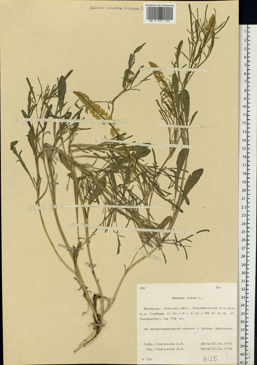 Reseda lutea L., Eastern Europe, Belarus (E3a) (Belarus)