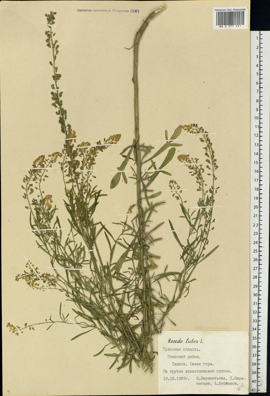 Reseda lutea L., Eastern Europe, Central region (E4) (Russia)