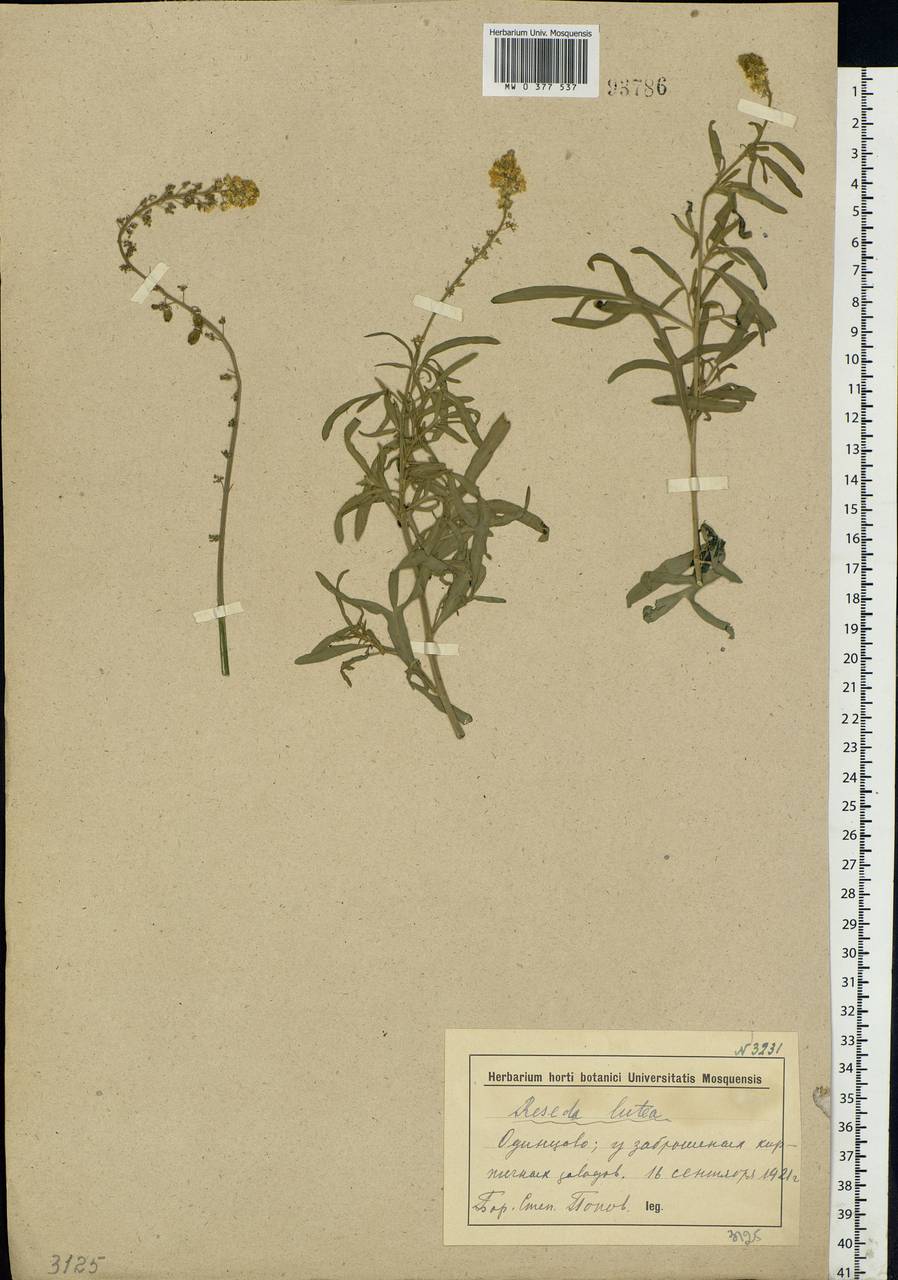 Reseda lutea L., Eastern Europe, Moscow region (E4a) (Russia)