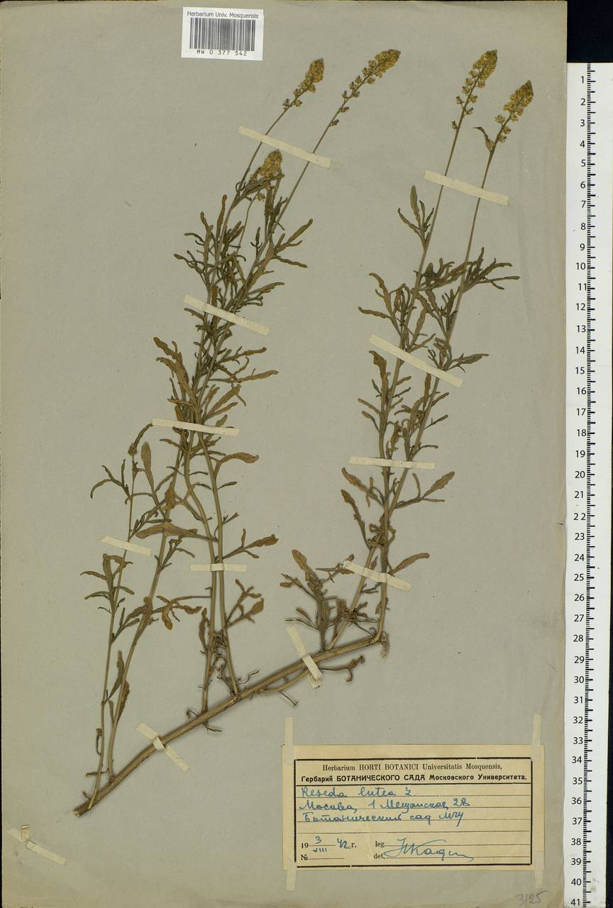 Reseda lutea L., Eastern Europe, Moscow region (E4a) (Russia)
