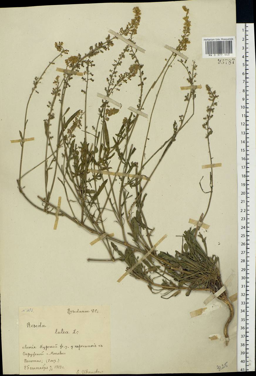 Reseda lutea L., Eastern Europe, Moscow region (E4a) (Russia)