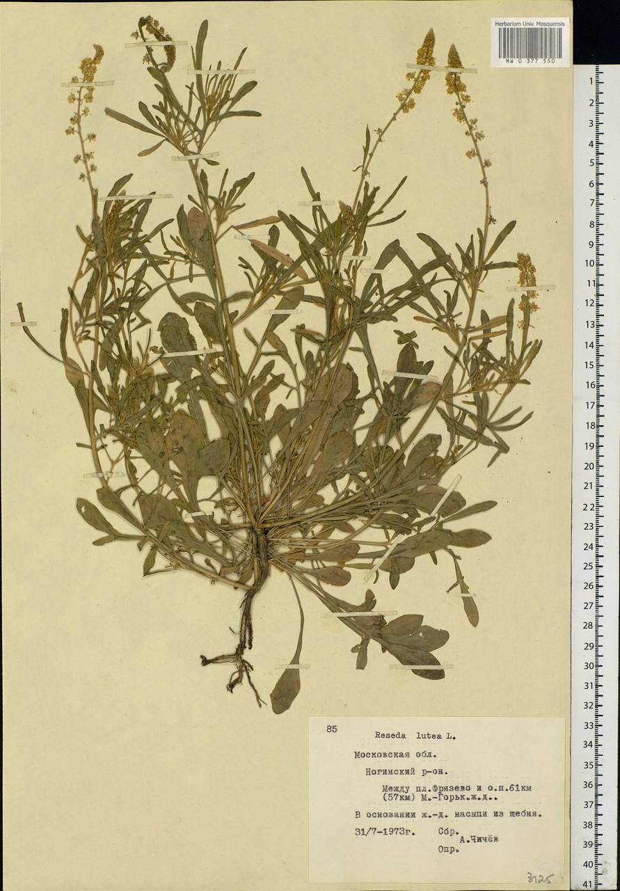 Reseda lutea L., Eastern Europe, Moscow region (E4a) (Russia)
