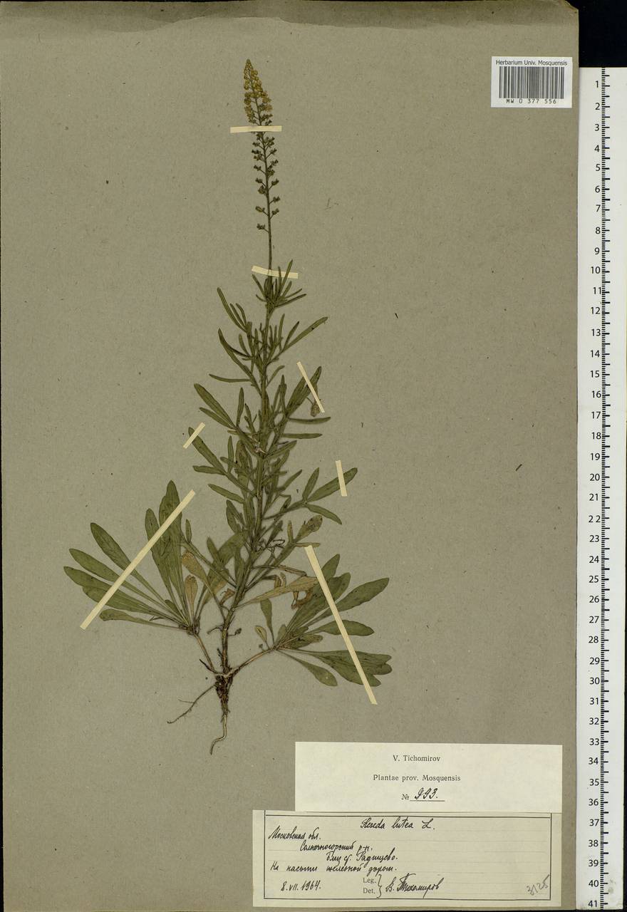 Reseda lutea L., Eastern Europe, Moscow region (E4a) (Russia)