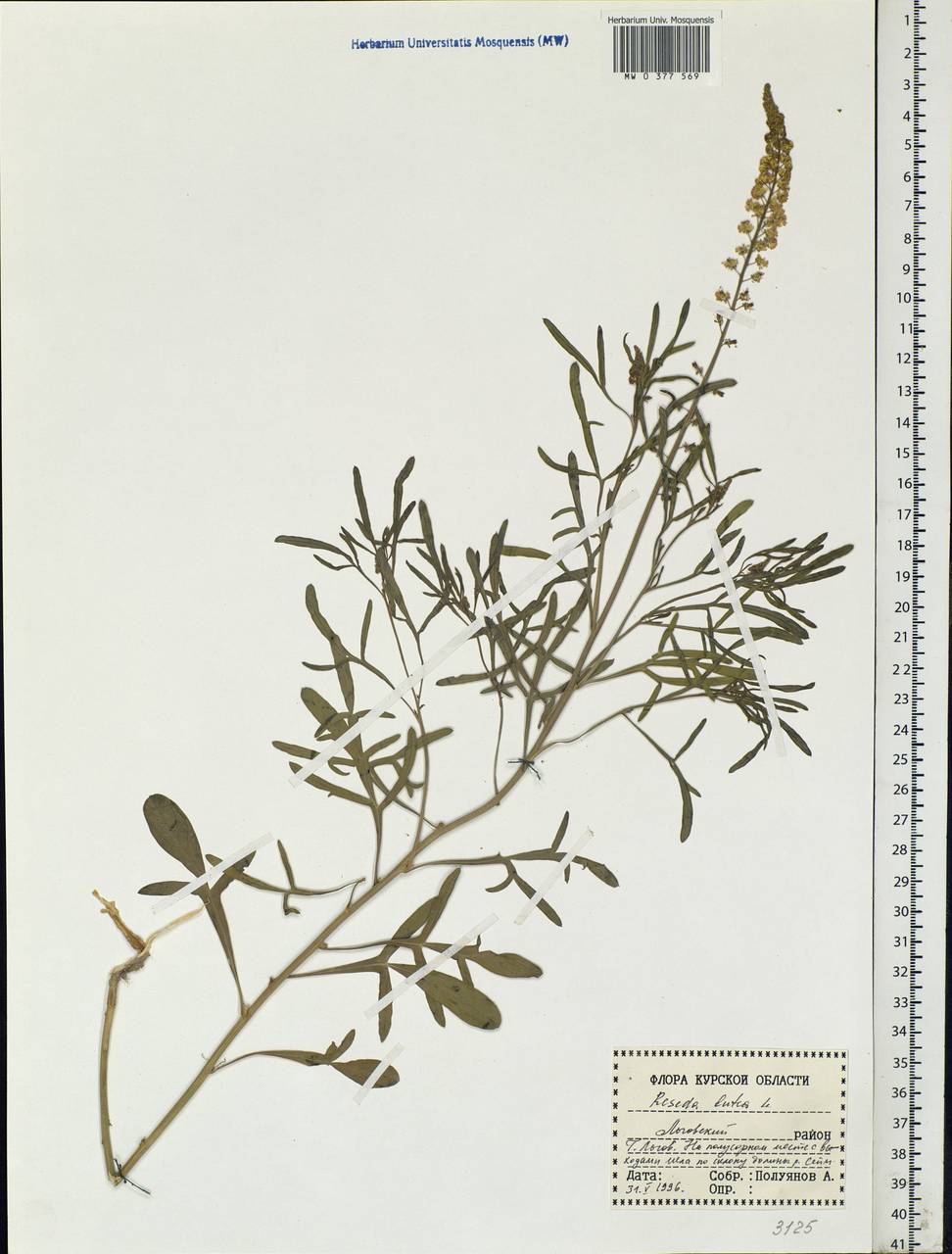 Reseda lutea, Eastern Europe, Central forest-and-steppe region (E6) (Russia)