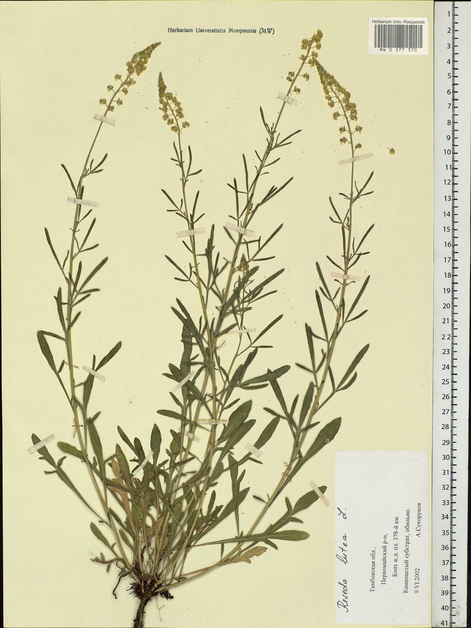 Reseda lutea L., Eastern Europe, Central forest-and-steppe region (E6) (Russia)
