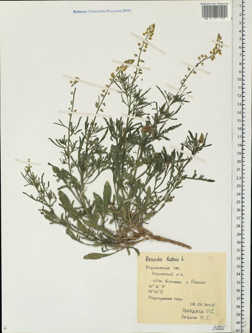Reseda lutea L., Eastern Europe, Central forest-and-steppe region (E6) (Russia)