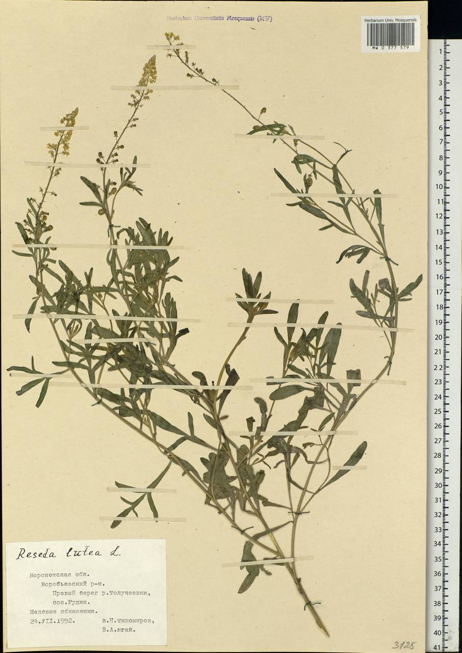 Reseda lutea L., Eastern Europe, Central forest-and-steppe region (E6) (Russia)