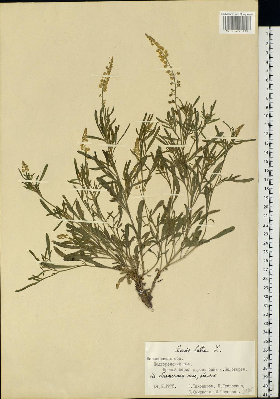 Reseda lutea L., Eastern Europe, Central forest-and-steppe region (E6) (Russia)