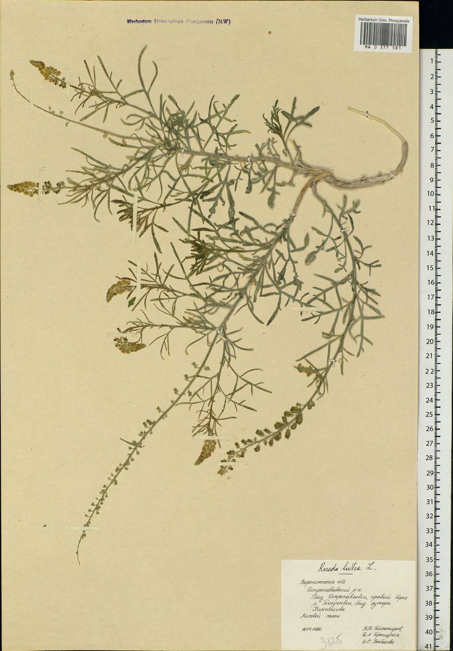 Reseda lutea L., Eastern Europe, Central forest-and-steppe region (E6) (Russia)