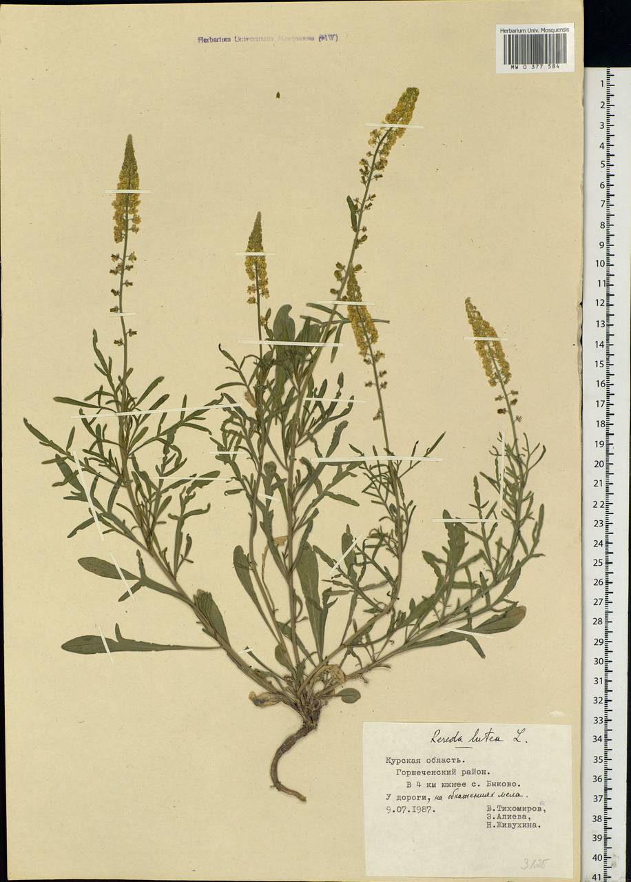 Reseda lutea L., Eastern Europe, Central forest-and-steppe region (E6) (Russia)