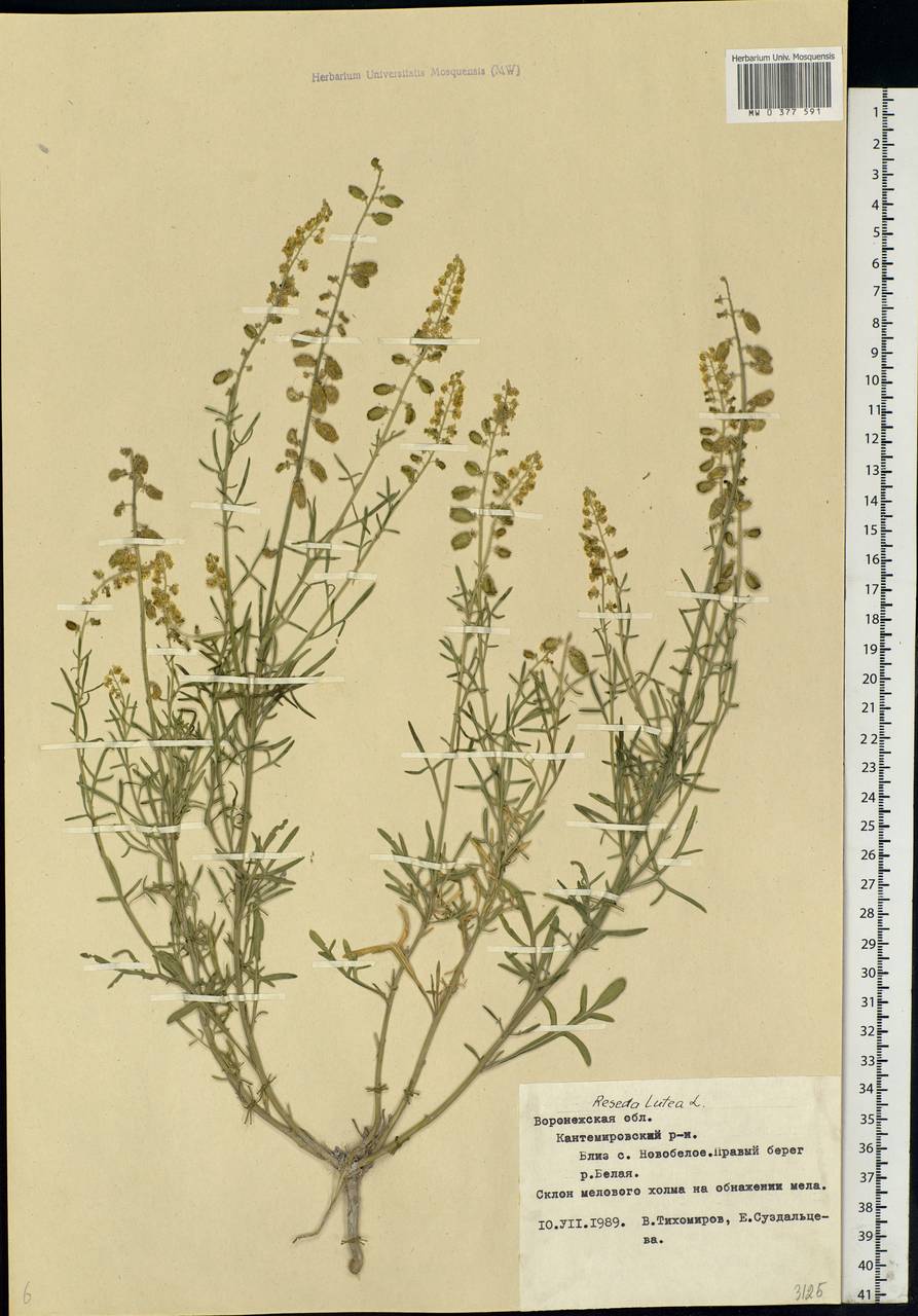 Reseda lutea L., Eastern Europe, Central forest-and-steppe region (E6) (Russia)