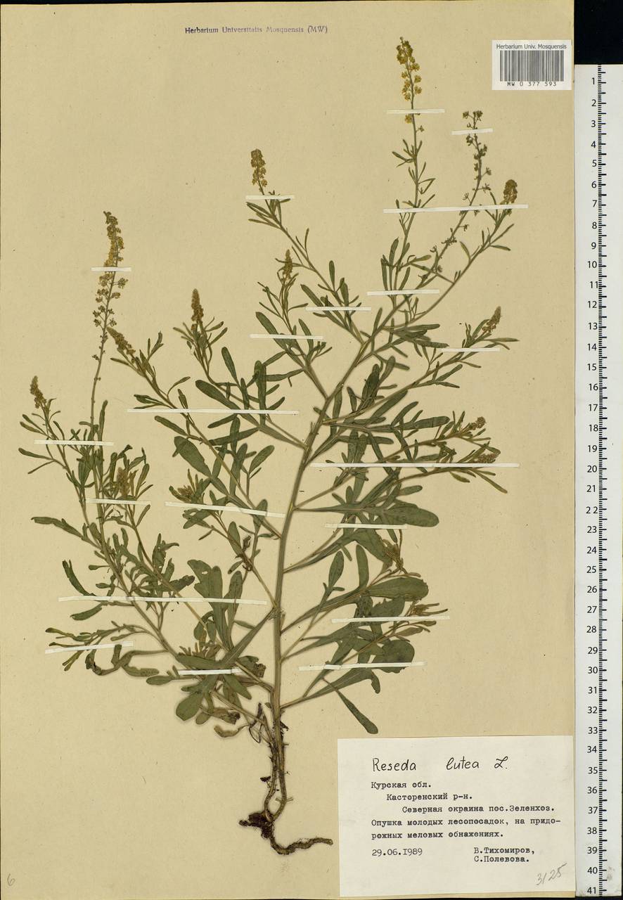 Reseda lutea L., Eastern Europe, Central forest-and-steppe region (E6) (Russia)