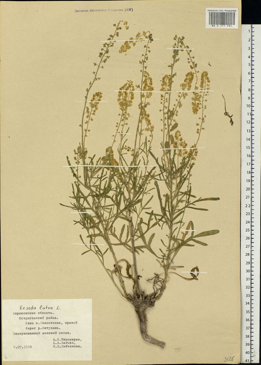 Reseda lutea, Eastern Europe, Central forest-and-steppe region (E6) (Russia)