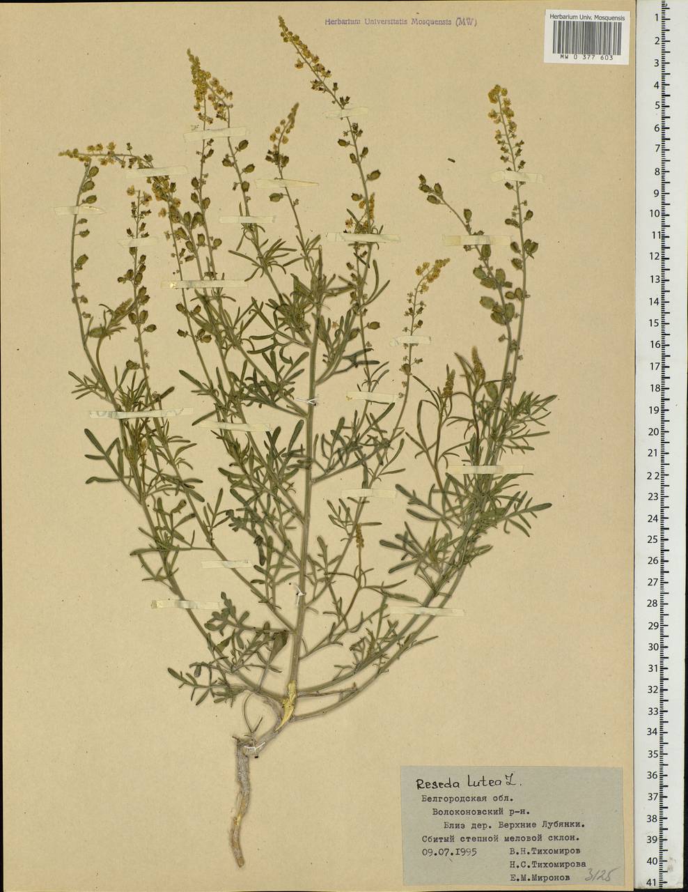 Reseda lutea L., Eastern Europe, Central forest-and-steppe region (E6) (Russia)