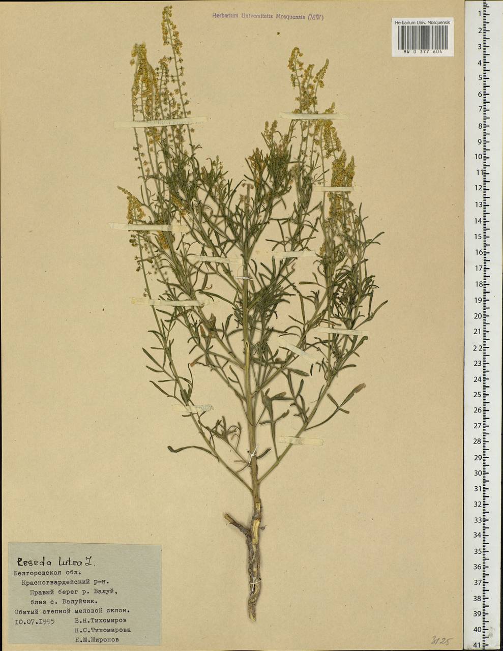 Reseda lutea L., Eastern Europe, Central forest-and-steppe region (E6) (Russia)