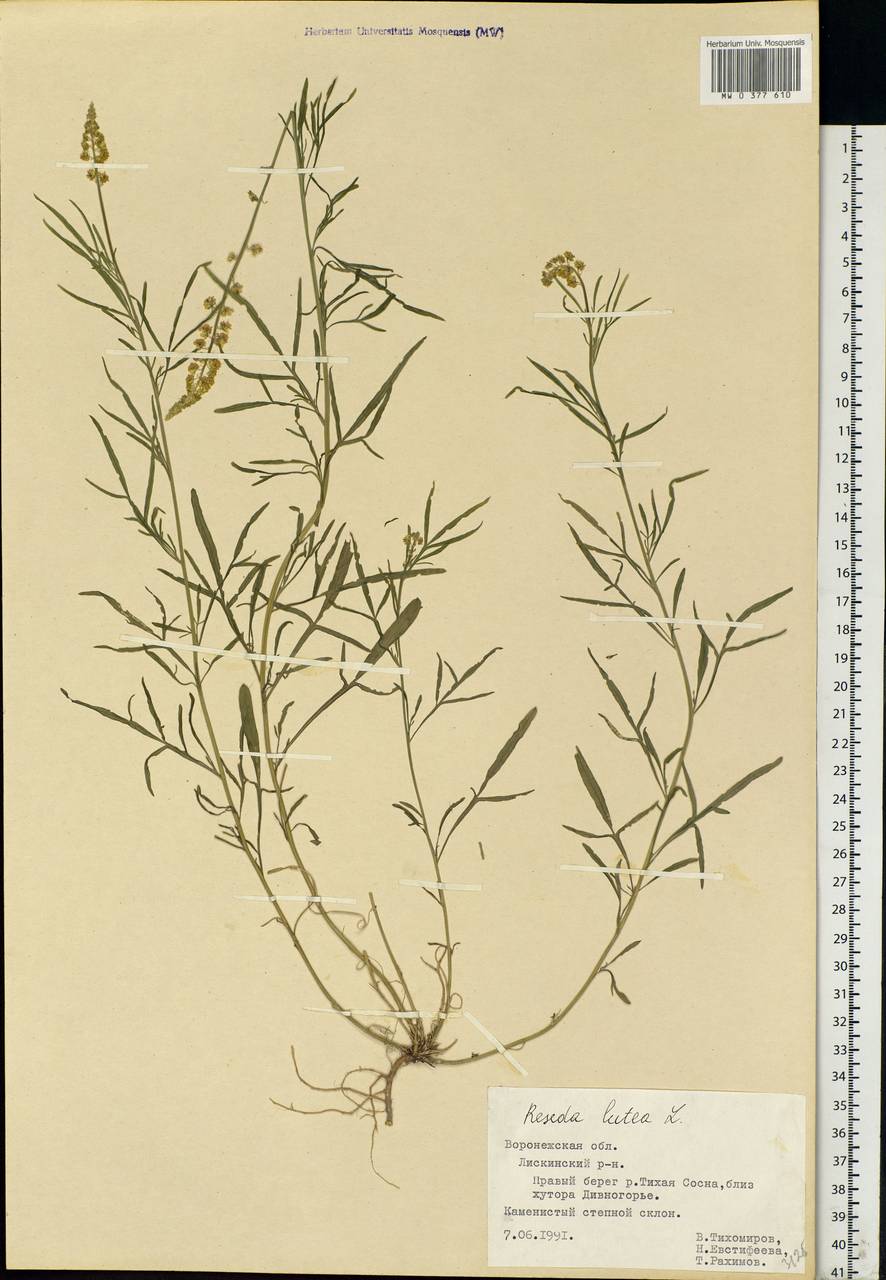 Reseda lutea L., Eastern Europe, Central forest-and-steppe region (E6) (Russia)