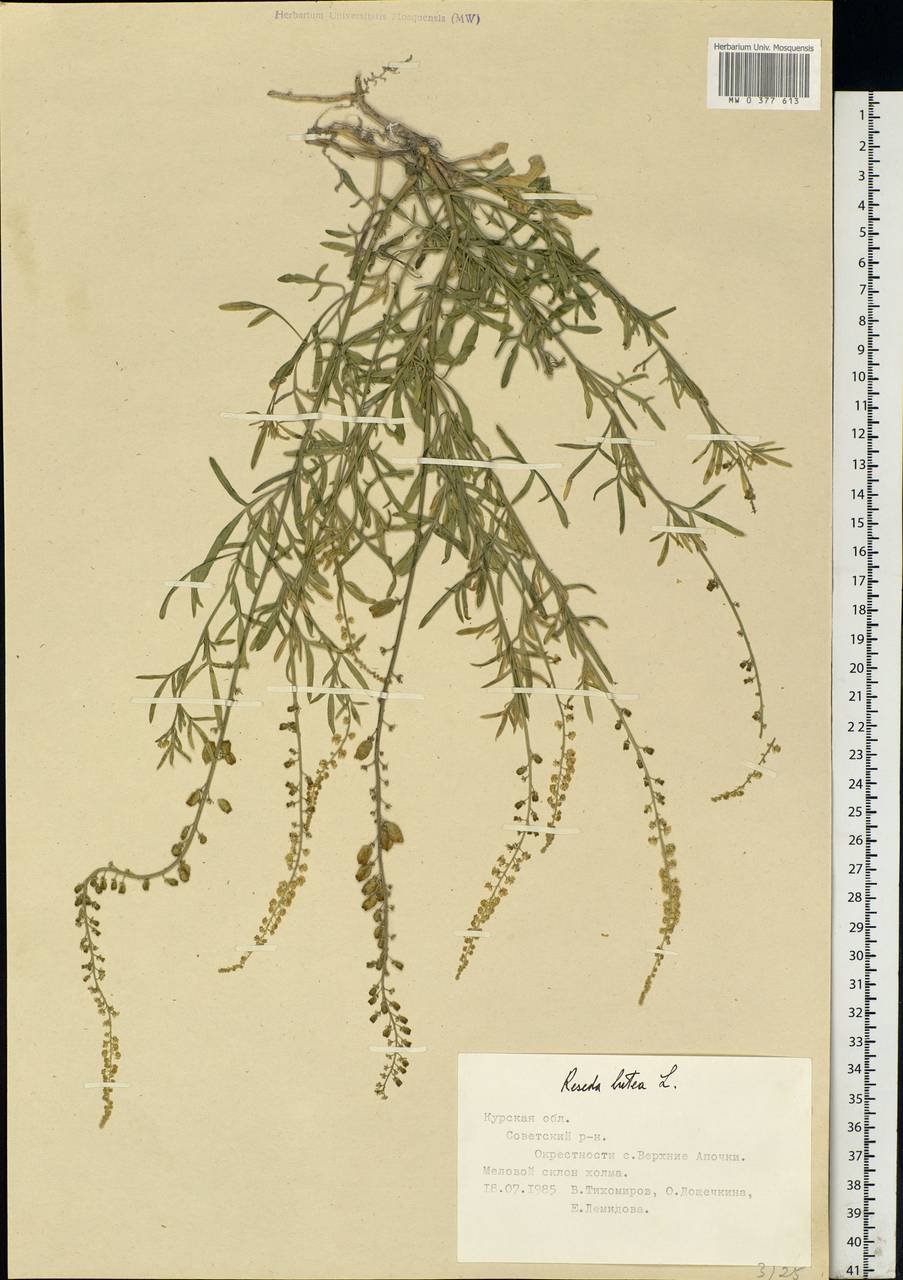 Reseda lutea L., Eastern Europe, Central forest-and-steppe region (E6) (Russia)