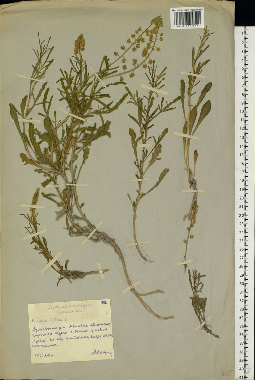 Reseda lutea L., Eastern Europe, Central forest-and-steppe region (E6) (Russia)