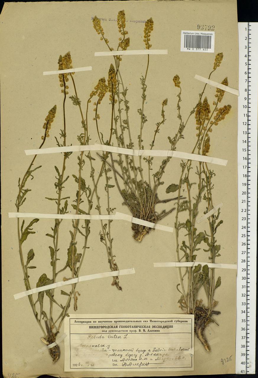Reseda lutea L., Eastern Europe, Volga-Kama region (E7) (Russia)