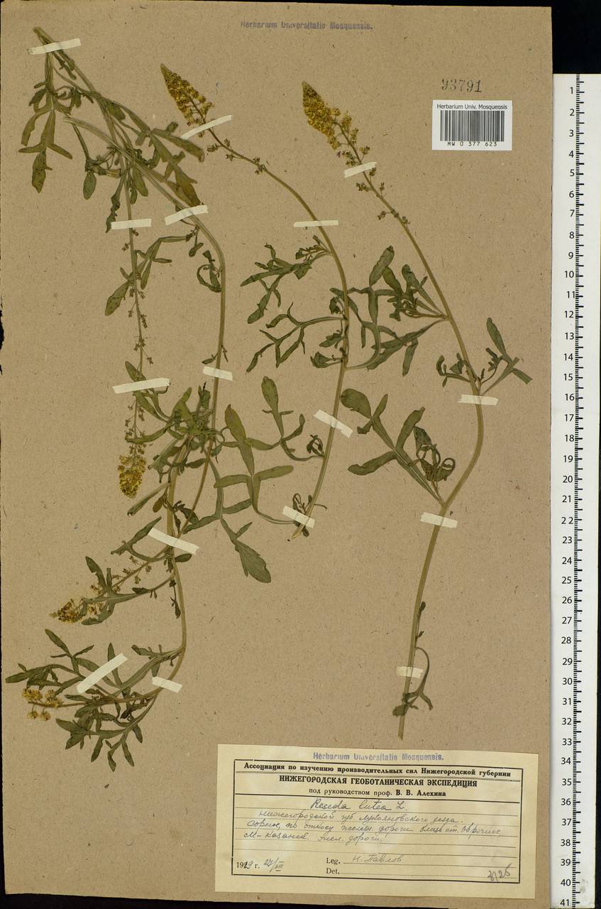 Reseda lutea L., Eastern Europe, Middle Volga region (E8) (Russia)