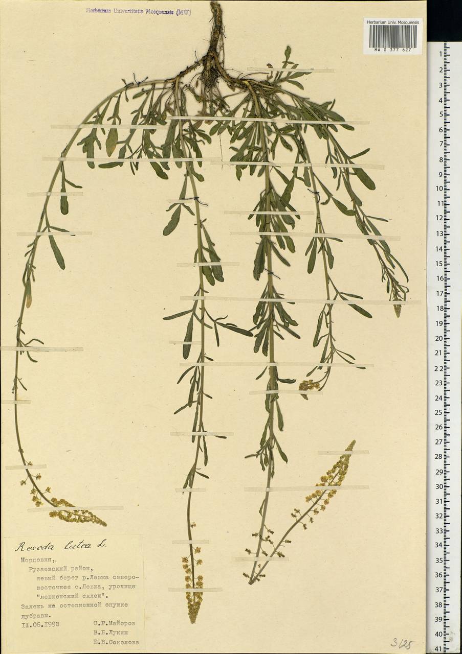 Reseda lutea L., Eastern Europe, Middle Volga region (E8) (Russia)