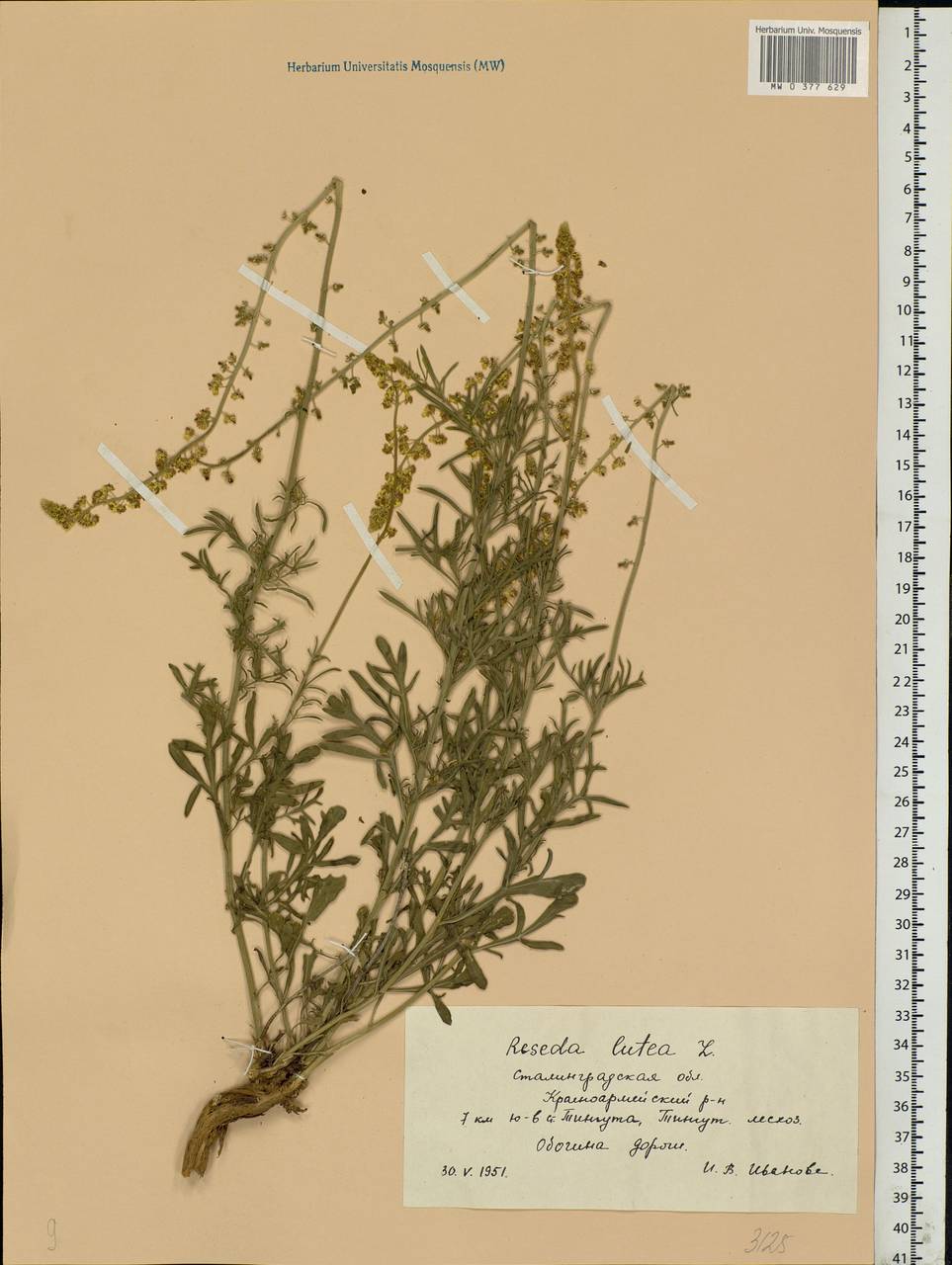 Reseda lutea L., Eastern Europe, Lower Volga region (E9) (Russia)