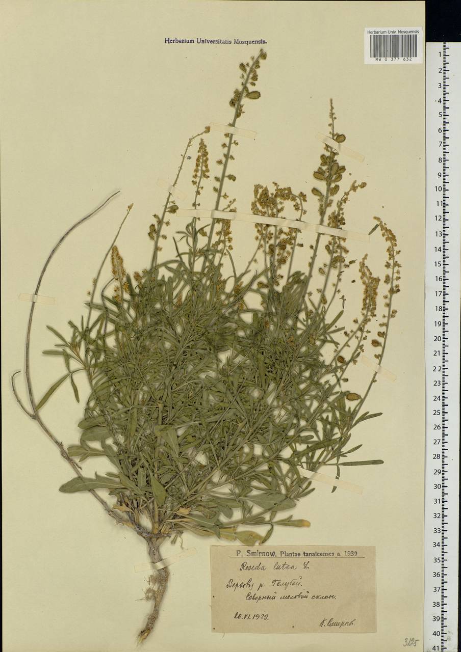 Reseda lutea L., Eastern Europe, Lower Volga region (E9) (Russia)