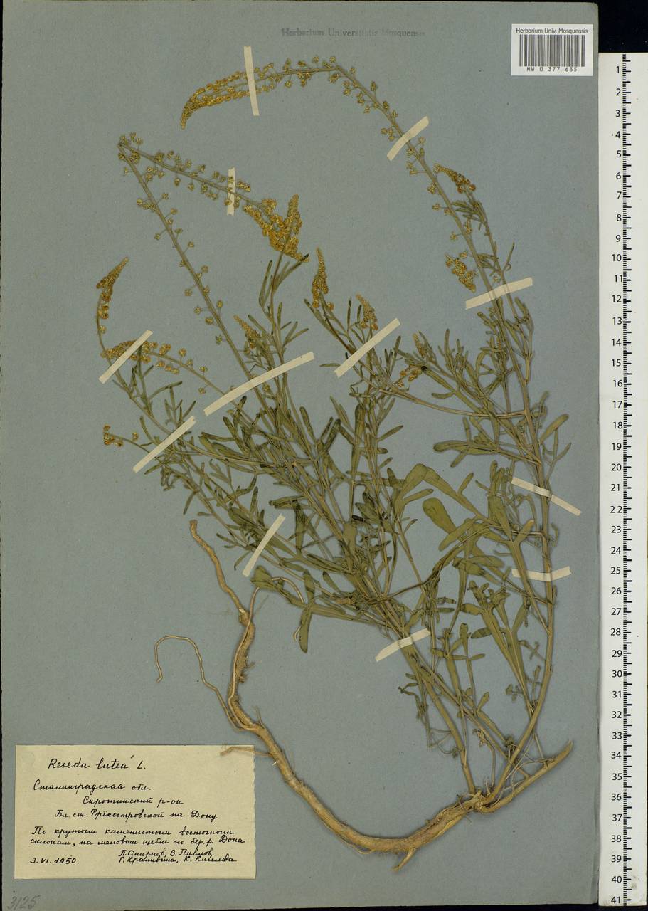 Reseda lutea L., Eastern Europe, Lower Volga region (E9) (Russia)