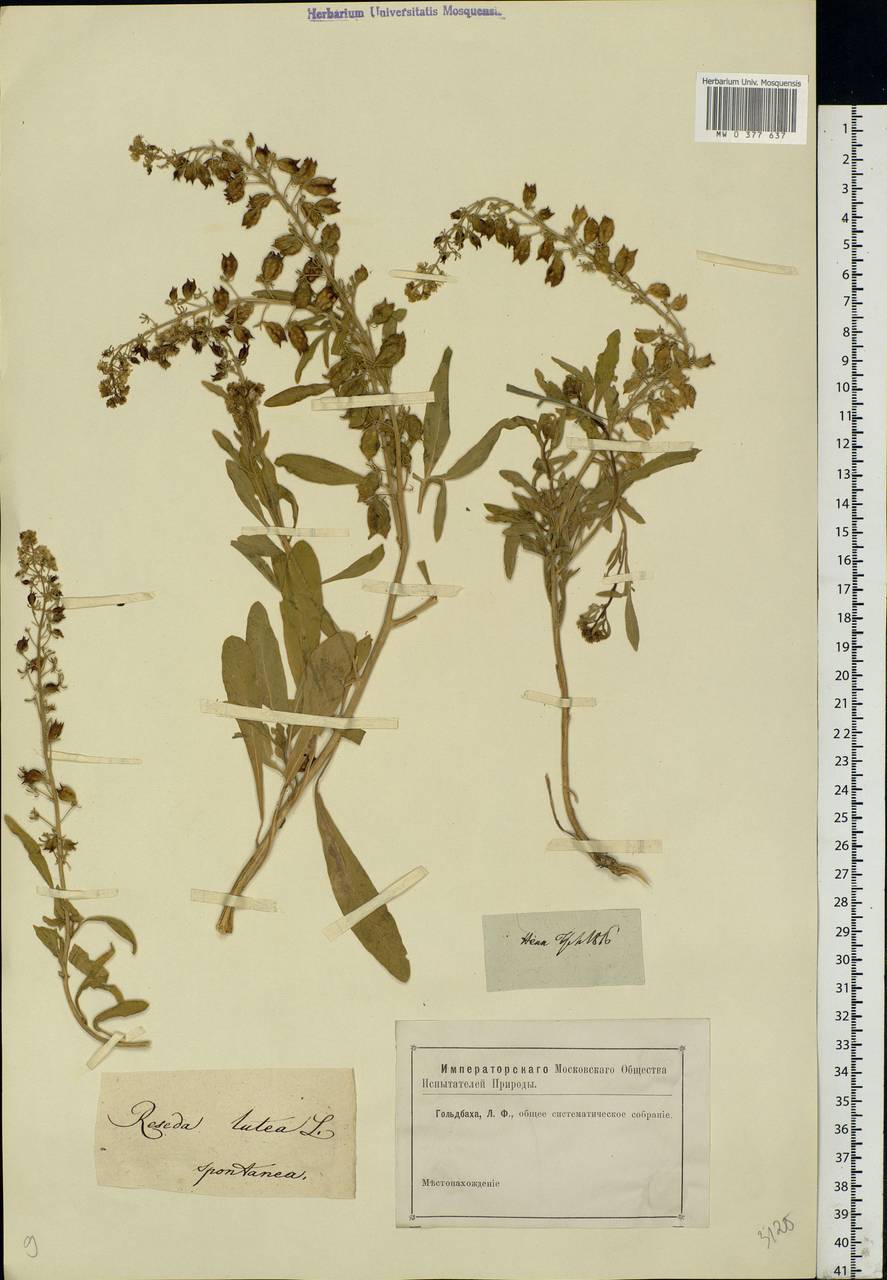 Reseda lutea L., Eastern Europe, Lower Volga region (E9) (Russia)
