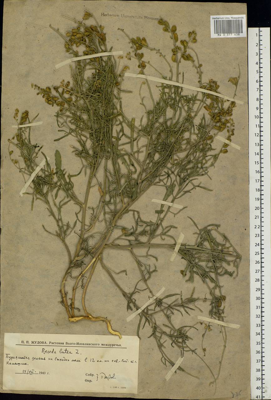 Reseda lutea L., Eastern Europe, Lower Volga region (E9) (Russia)