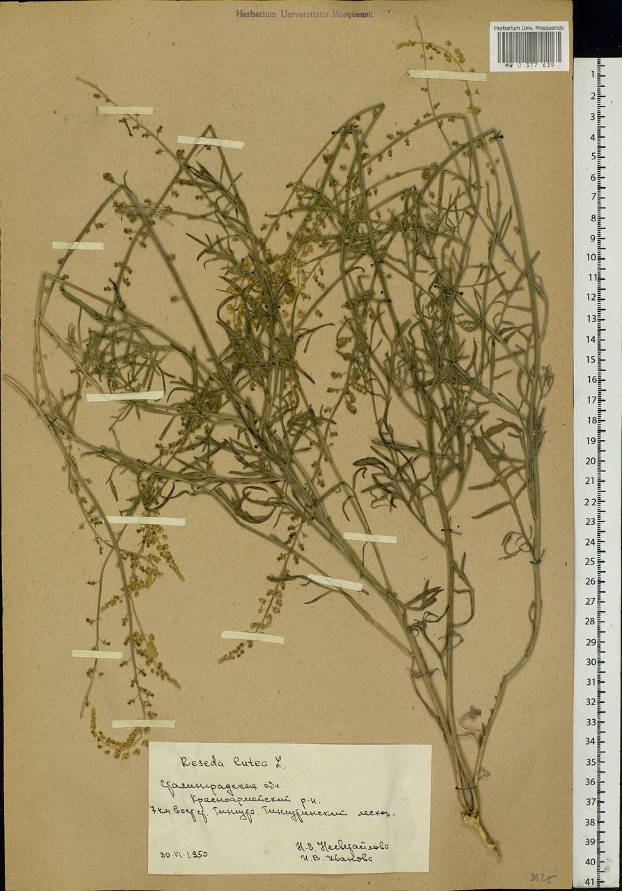 Reseda lutea L., Eastern Europe, Lower Volga region (E9) (Russia)