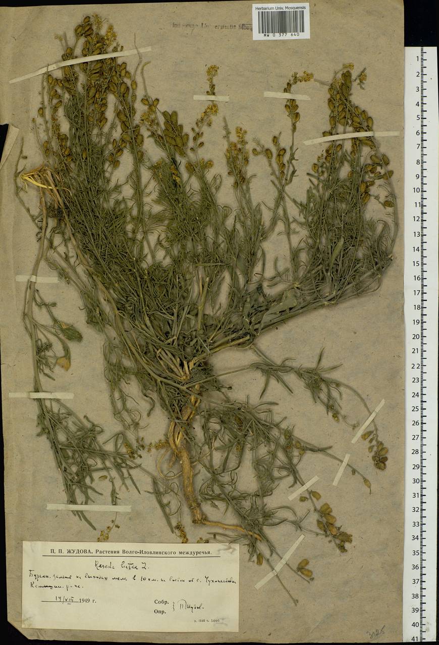 Reseda lutea L., Eastern Europe, Lower Volga region (E9) (Russia)