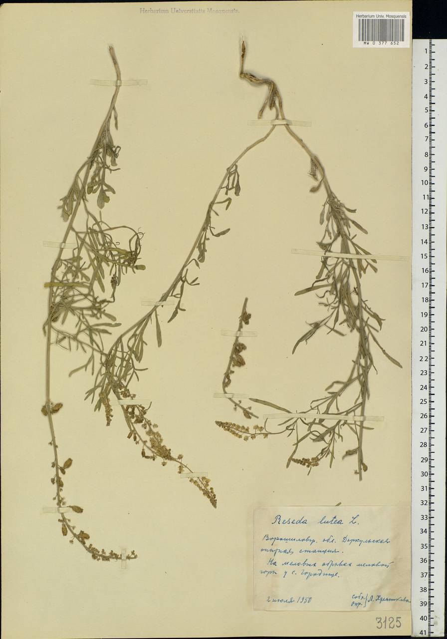 Reseda lutea L., Eastern Europe, North Ukrainian region (E11) (Ukraine)