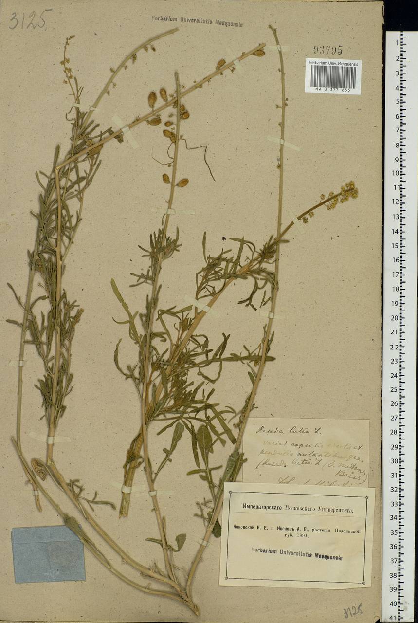 Reseda lutea L., Eastern Europe, South Ukrainian region (E12) (Ukraine)