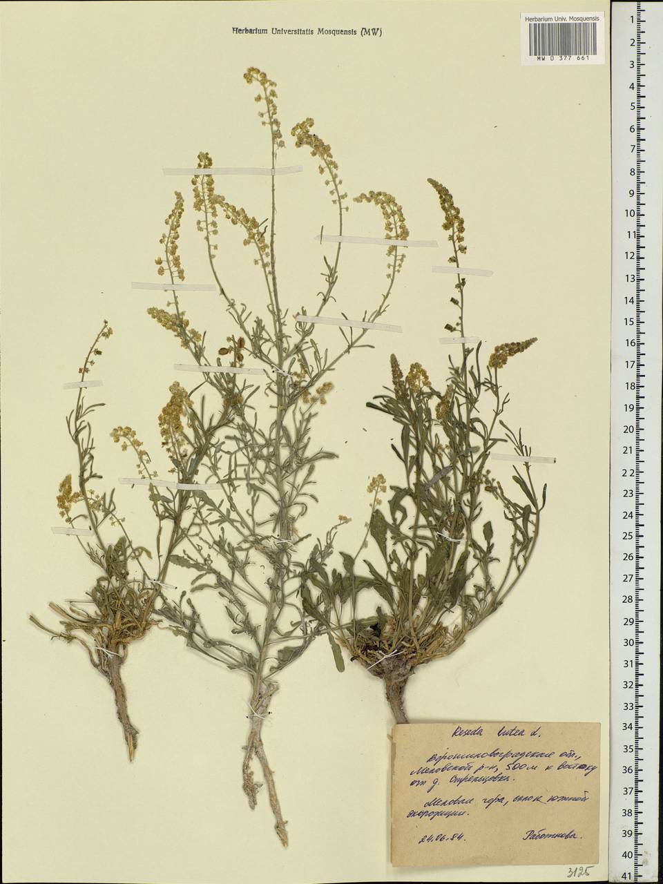 Reseda lutea L., Eastern Europe, North Ukrainian region (E11) (Ukraine)