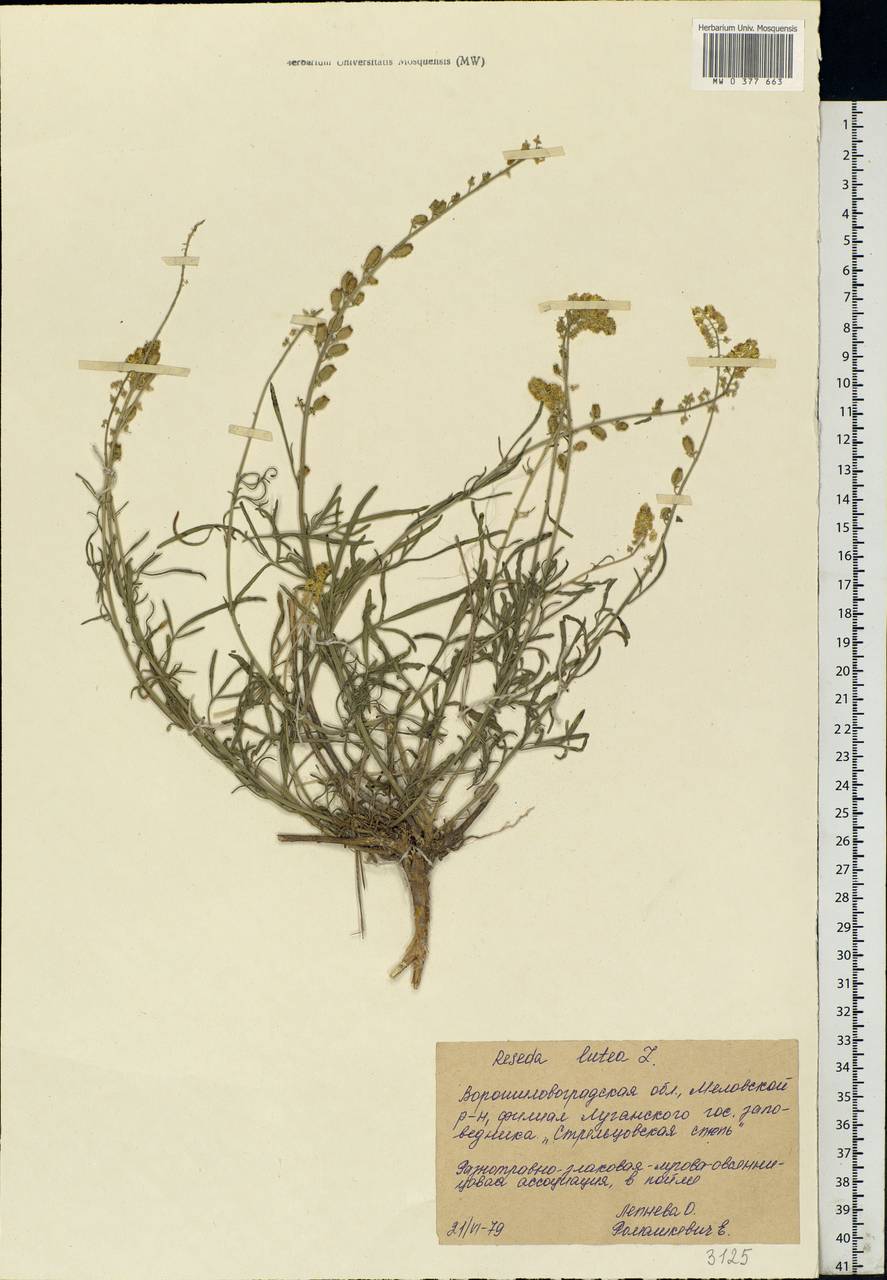 Reseda lutea L., Eastern Europe, North Ukrainian region (E11) (Ukraine)